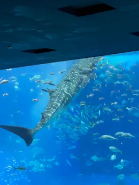 沖縄美ら海水族館に投稿された画像（2026/4/30）