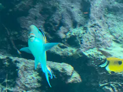 沖縄美ら海水族館に投稿された画像（2026/4/30）