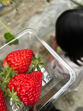 原田いちごファームに投稿された画像（2026/4/30）