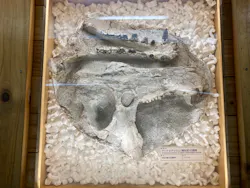 福井県立恐竜博物館に投稿された画像（2026/5/1）