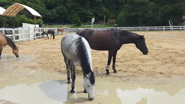 アドベンチャーワールドに投稿された画像（2026/5/1）