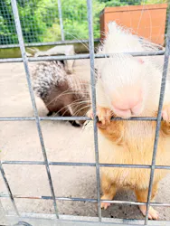 しろとり動物園に投稿された画像（2026/5/1）