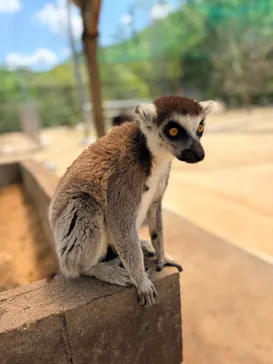 しろとり動物園に投稿された画像（2026/5/1）