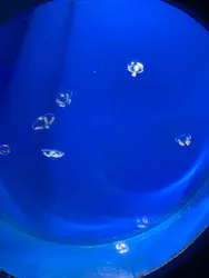 新江ノ島水族館に投稿された画像（2026/5/1）