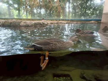 滋賀県立琵琶湖博物館に投稿された画像（2026/5/1）