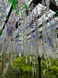箱根ガラスの森美術館に投稿された画像（2026/5/1）