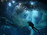 アクアワールド茨城県大洗水族館に投稿された画像（2026/5/1）