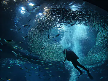 アクアワールド茨城県大洗水族館に投稿された画像（2026/5/1）