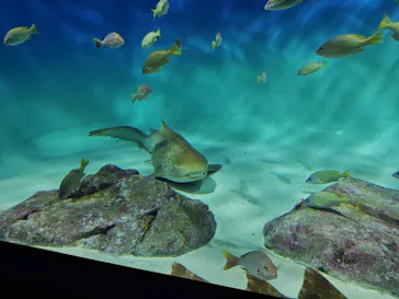 アクアワールド茨城県大洗水族館に投稿された画像（2026/5/1）