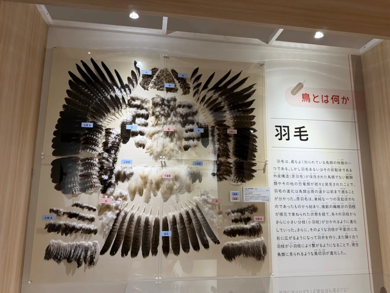 ギアマン、鳥のいる樹、レゾネより、希少、版上サイン、新品額装 特別展「鳥 ～ゲノム解析が解き明かす新しい鳥類の系統～」の口コミ