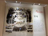 特別展「鳥 ～ゲノム解析が解き明かす新しい鳥類の系統～」に投稿された画像（2026/5/1）
