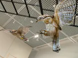特別展「鳥 ～ゲノム解析が解き明かす新しい鳥類の系統～」に投稿された画像（2026/5/1）