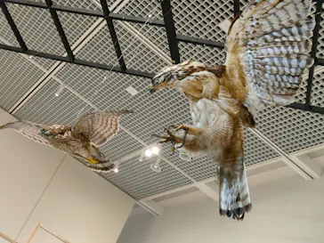 特別展「鳥 ～ゲノム解析が解き明かす新しい鳥類の系統～」に投稿された画像（2026/5/1）
