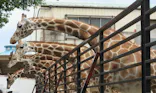 宇都宮動物園に投稿された画像（2026/5/1）