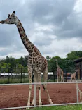 こども動物自然公園（埼玉県公園緑地協会）に投稿された画像（2026/5/1）