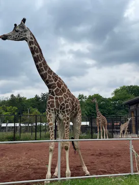 こども動物自然公園（埼玉県公園緑地協会）に投稿された画像（2026/5/1）