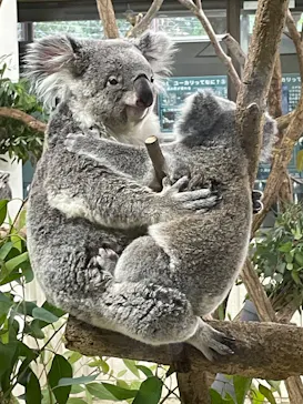 こども動物自然公園（埼玉県公園緑地協会）に投稿された画像（2026/5/1）