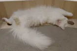 猫カフェモカ　イオンモール幕張新都心店に投稿された画像（2026/5/1）