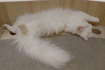 猫カフェモカ　イオンモール幕張新都心店に投稿された画像（2026/5/1）