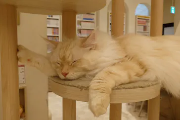 猫カフェモカ　イオンモール幕張新都心店に投稿された画像（2026/5/1）
