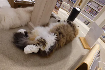 猫カフェモカ　イオンモール幕張新都心店に投稿された画像（2026/5/1）