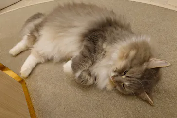猫カフェモカ　イオンモール幕張新都心店に投稿された画像（2026/5/1）