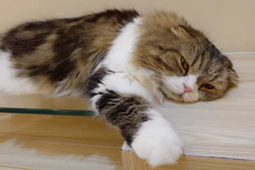 猫カフェモカ　イオンモール幕張新都心店に投稿された画像（2026/5/1）