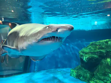 しながわ水族館に投稿された画像（2026/5/1）