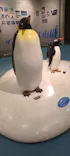 名古屋港水族館に投稿された画像（2026/5/1）