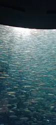 名古屋港水族館に投稿された画像（2026/5/1）