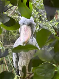 恩賜上野動物園に投稿された画像（2026/5/2）