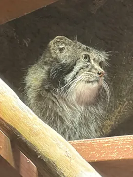 恩賜上野動物園に投稿された画像（2026/5/1）