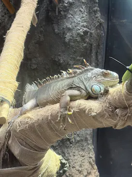 恩賜上野動物園に投稿された画像（2026/5/1）