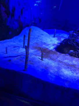 仙台うみの杜水族館に投稿された画像（2026/5/1）