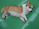 つくばわんわんランドに投稿された画像（2026/5/2）