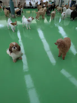 つくばわんわんランドに投稿された画像（2026/5/1）