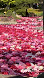 日本庭園　由志園に投稿された画像（2026/5/2）