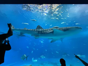 沖縄美ら海水族館に投稿された画像（2026/5/2）