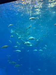 沖縄美ら海水族館に投稿された画像（2026/5/2）