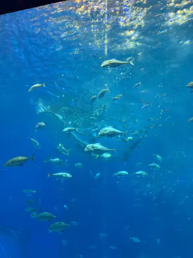 沖縄美ら海水族館に投稿された画像（2026/5/2）