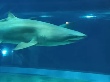アクアワールド茨城県大洗水族館に投稿された画像（2026/5/2）