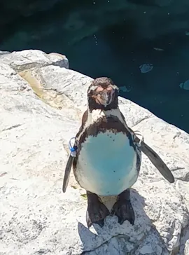 アクアワールド茨城県大洗水族館に投稿された画像（2026/5/2）