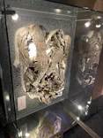 福井県立恐竜博物館に投稿された画像（2026/5/2）