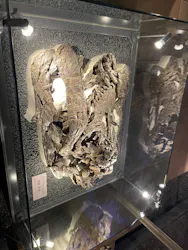 福井県立恐竜博物館に投稿された画像（2026/5/2）