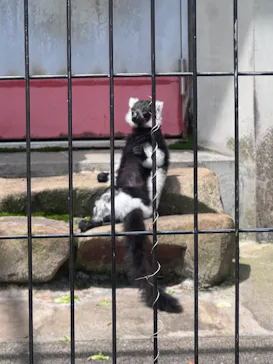 広島市安佐動物公園に投稿された画像（2026/5/2）