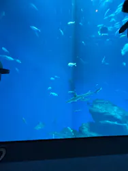 アクアワールド茨城県大洗水族館に投稿された画像（2026/5/2）