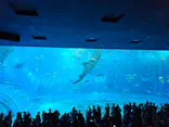 沖縄美ら海水族館に投稿された画像（2026/5/2）