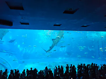 沖縄美ら海水族館に投稿された画像（2026/5/2）