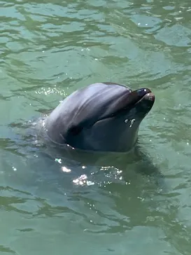 下田海中水族館に投稿された画像（2026/5/2）