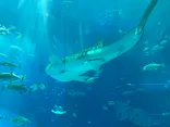 沖縄美ら海水族館に投稿された画像（2026/5/2）